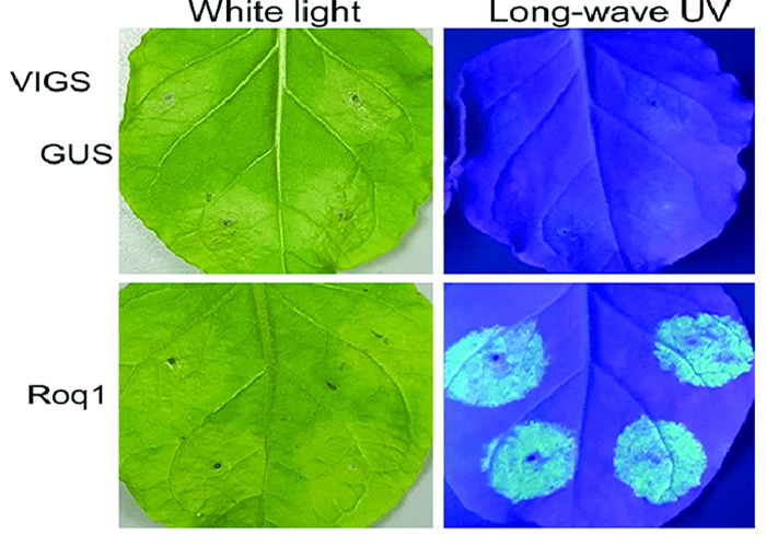 高强度紫外线灯LUYOR-3410观察烟草叶片的GFP