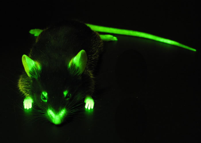 LUYOR-3260熒光蛋白激發光源用于觀察老鼠的熒光表達