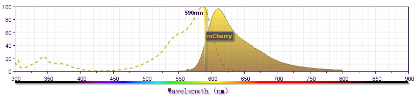 mcherry红色荧光蛋白