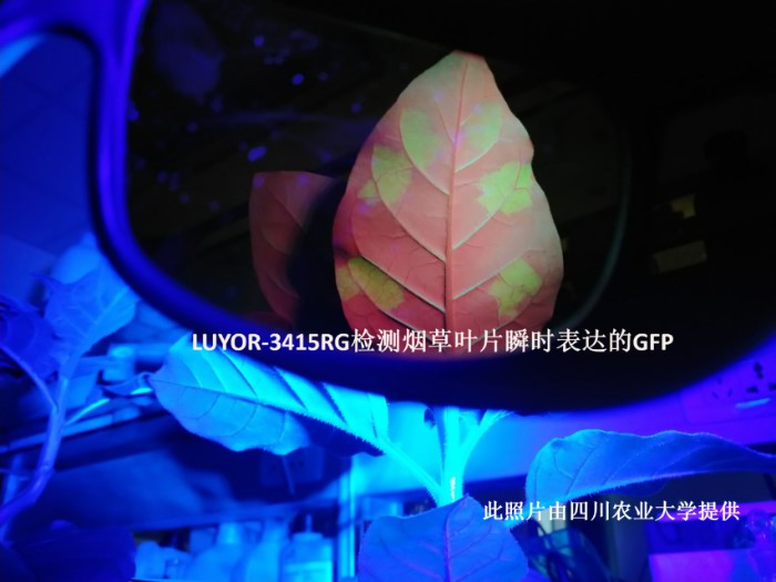 LUYOR-3415RG照射烟草叶片中的GFP瞬时表达