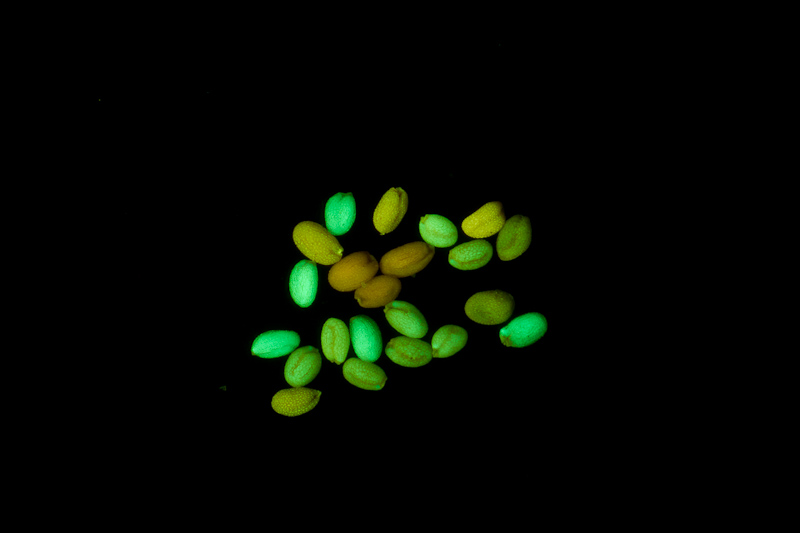 Arabidopsis_UPenn_8.jpg