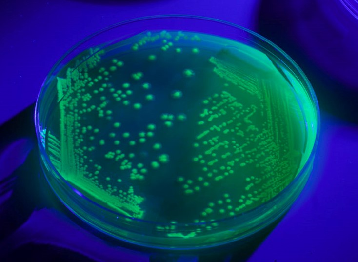 绿色荧光蛋白在大肠杆菌的表达