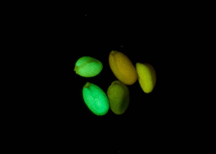 LUYOR-3260熒光蛋白激發光源用于觀察種子的熒光表達