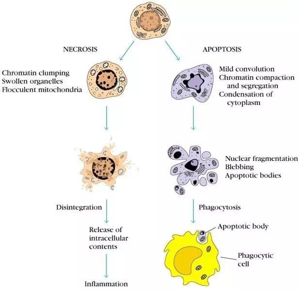 细胞凋亡和坏死的区别