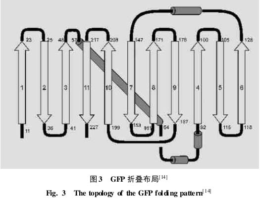 绿色荧光蛋白(GFP)螺旋结构