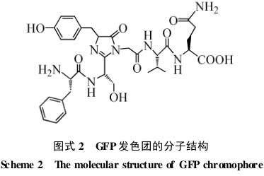 GFP折叠的布局