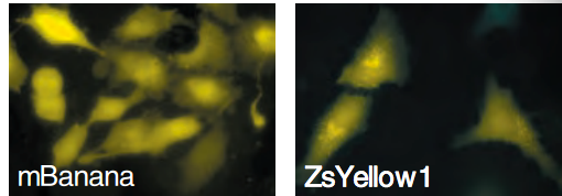 黄色荧光蛋白的激发波长