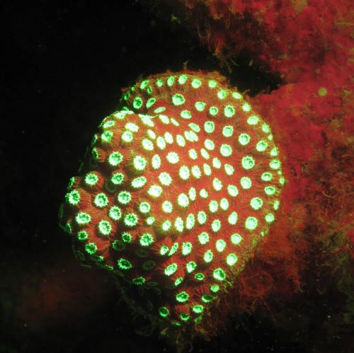 珊瑚荧光