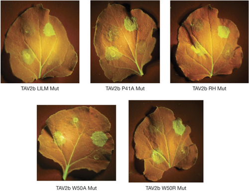 利用种子吸收法在番茄中表达 GFP