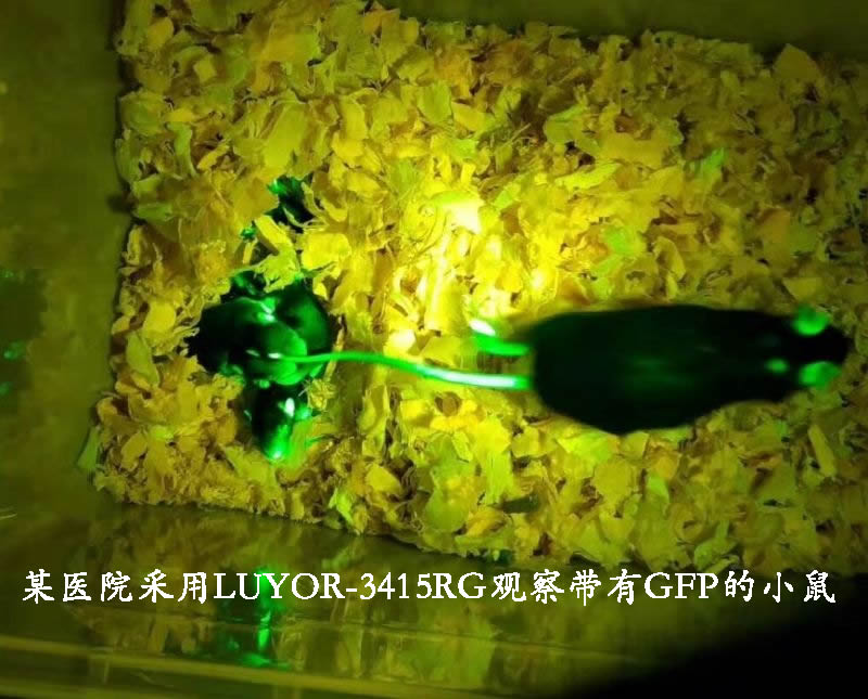 某医院使用LUYOR-3415RG筛选带有GFP的小鼠