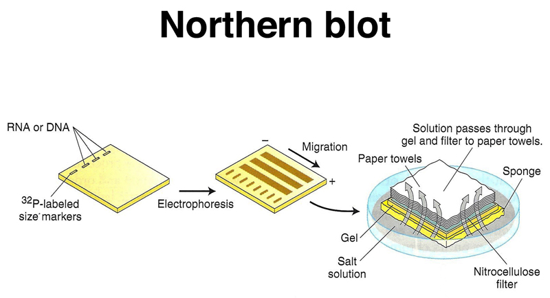 northern杂交图片