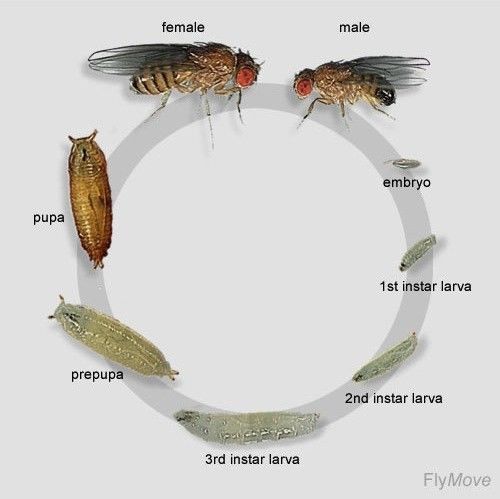 模式生物-果蝇
