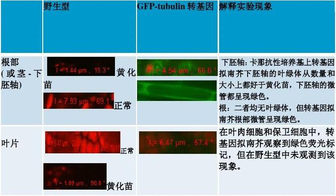 GFP转基因拟南芥的培养及荧光观察