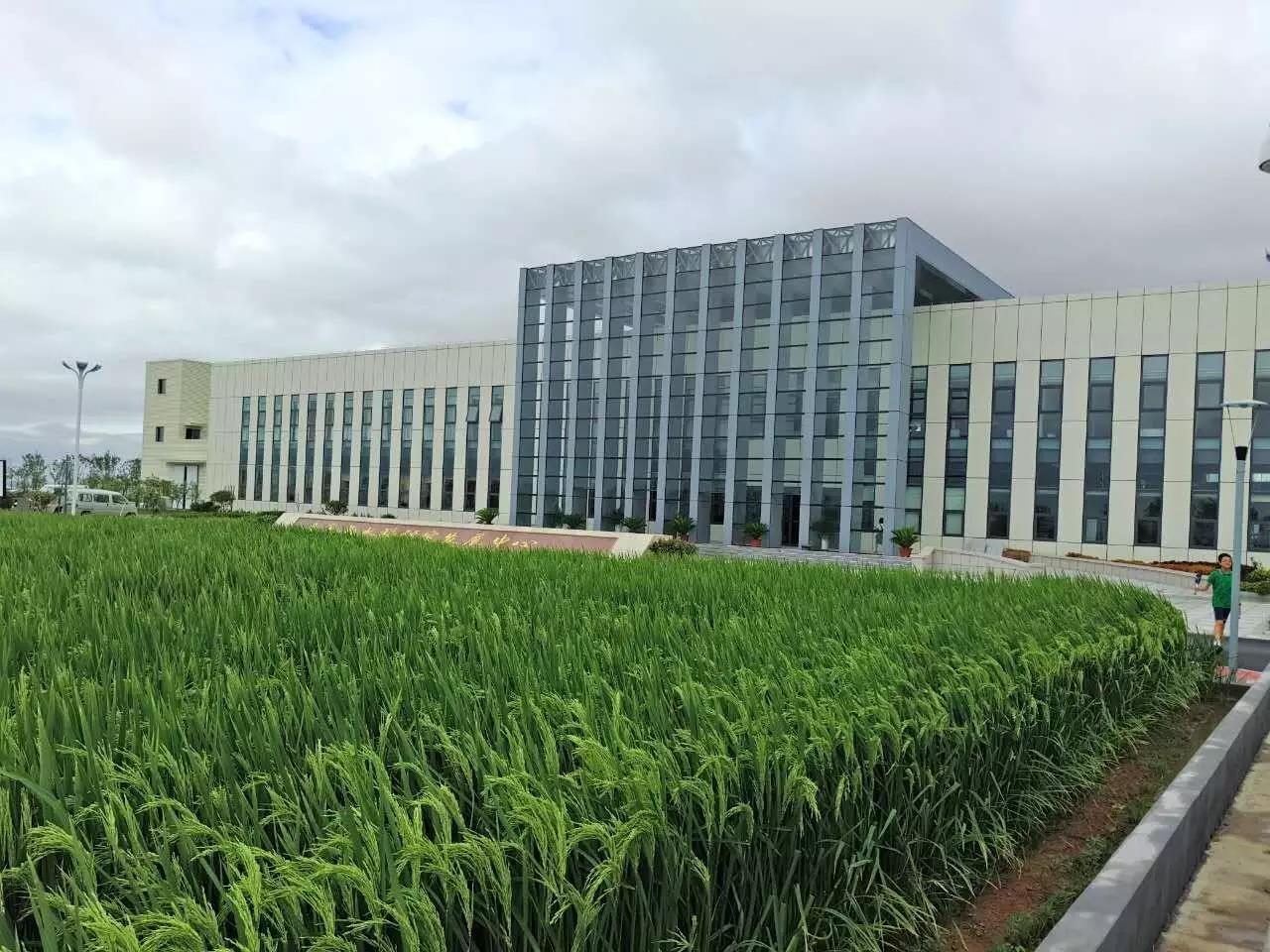 LUYOR-3415RG在青岛海水稻研究中心用于种子筛选