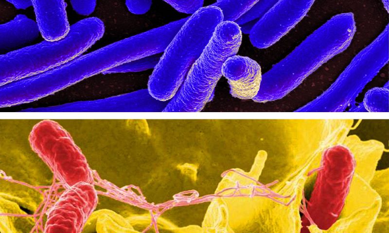 E-coil-Salmonella-WP.jpg