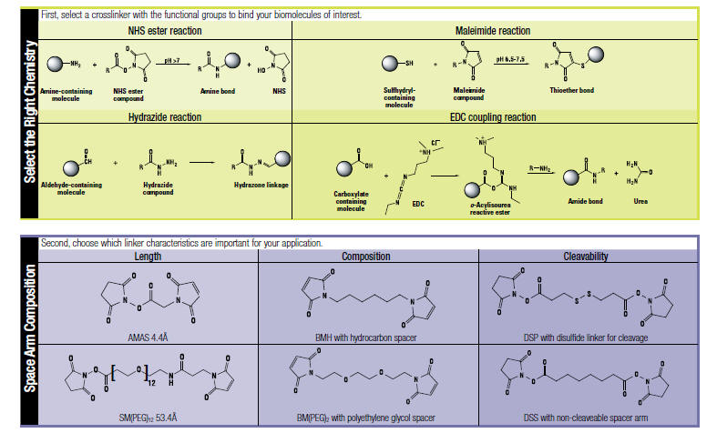 公司提供Photoreactive Crosslinker用紫外线灯