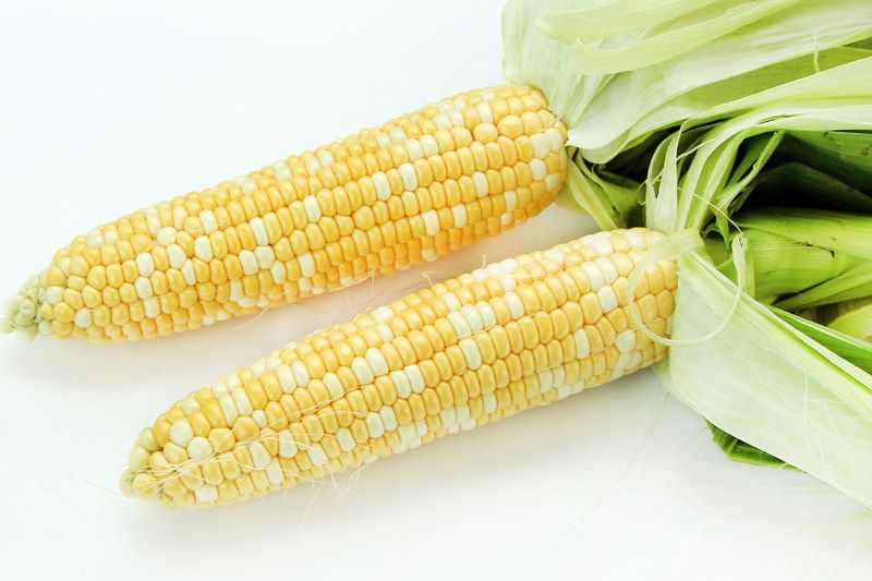 organic-sweet-corn-01.jpg