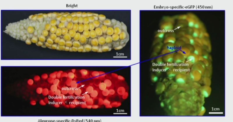 第五届全国玉米生物学学术研讨会在北京昆泰饭店召开