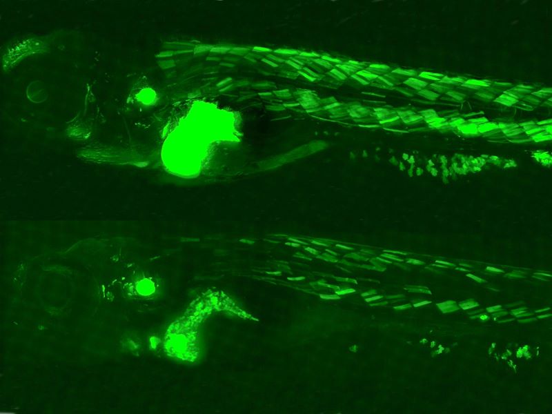 绿色荧光蛋白在斑马鱼上表达