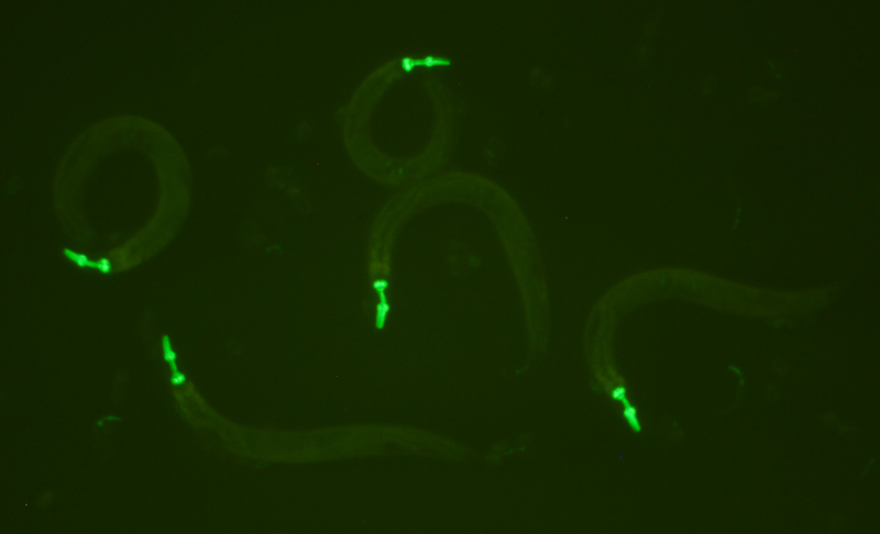 秀丽线虫在GFP激发光源照射下发出的GFP荧光