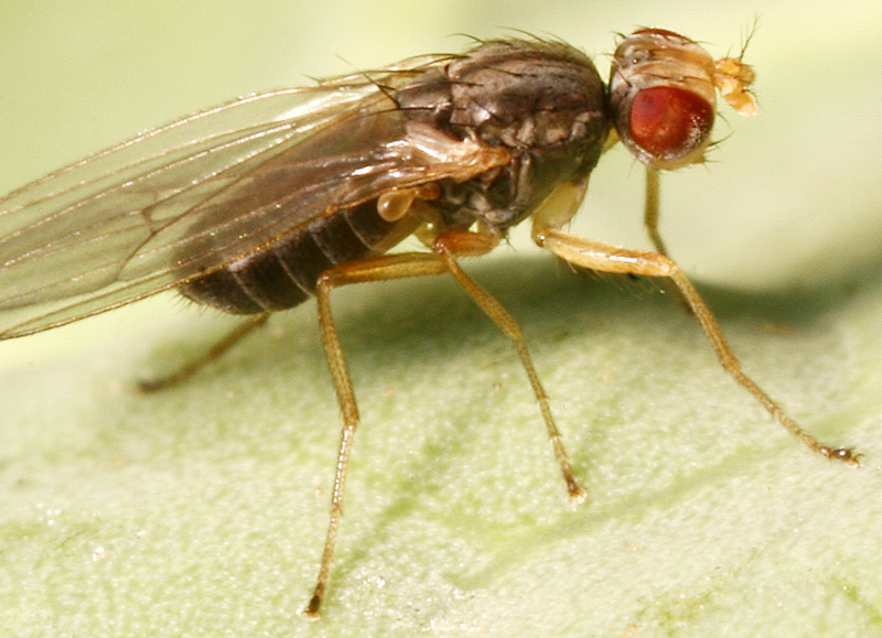 模式生物果蝇