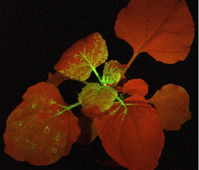 带有GFP标签的植物在GFP激发光源的蓝光照射下发出绿色荧光
