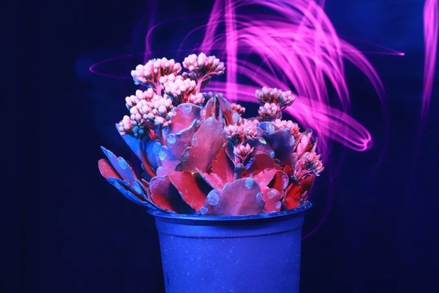 紫外线灯下的荧光花卉