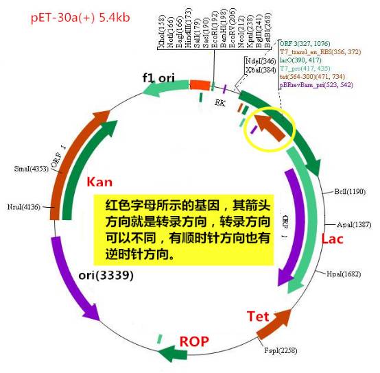 质粒图谱如何能看明白
