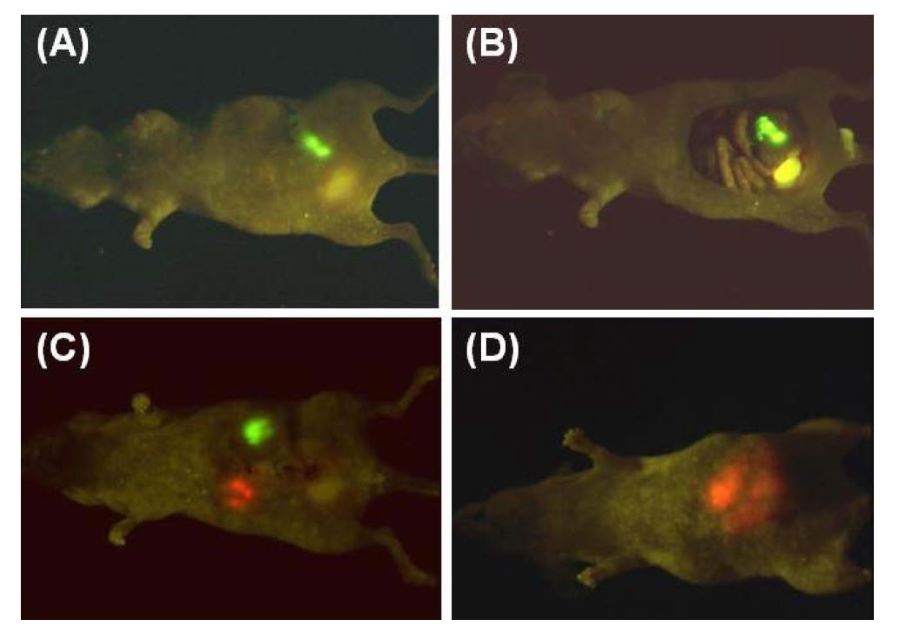 GFP绿色荧光蛋白在小鼠上的表达