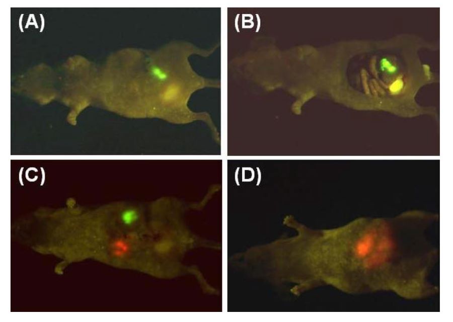 小动物活体荧光成像图片