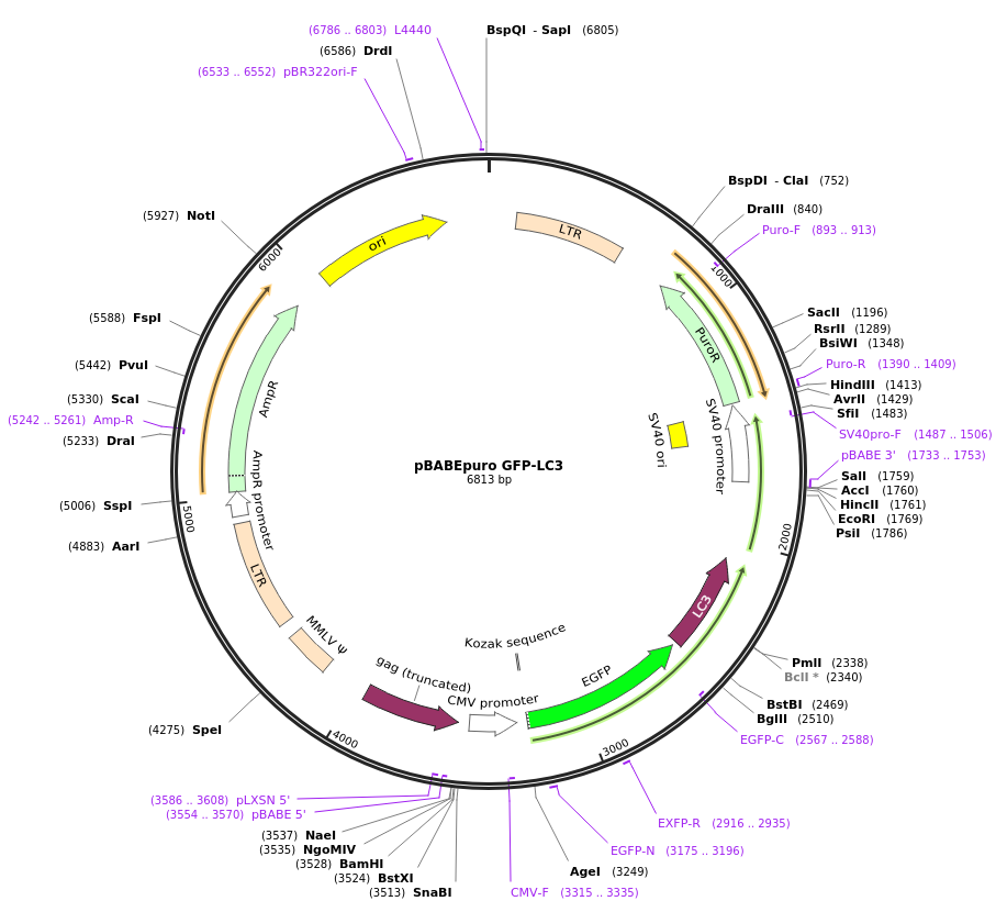 GFP-LC3质粒图谱