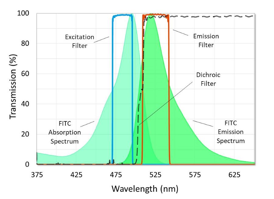 FITC激发发射波长