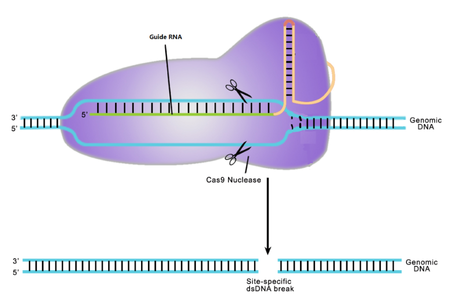 CRSPR/Cas9基因编辑技术