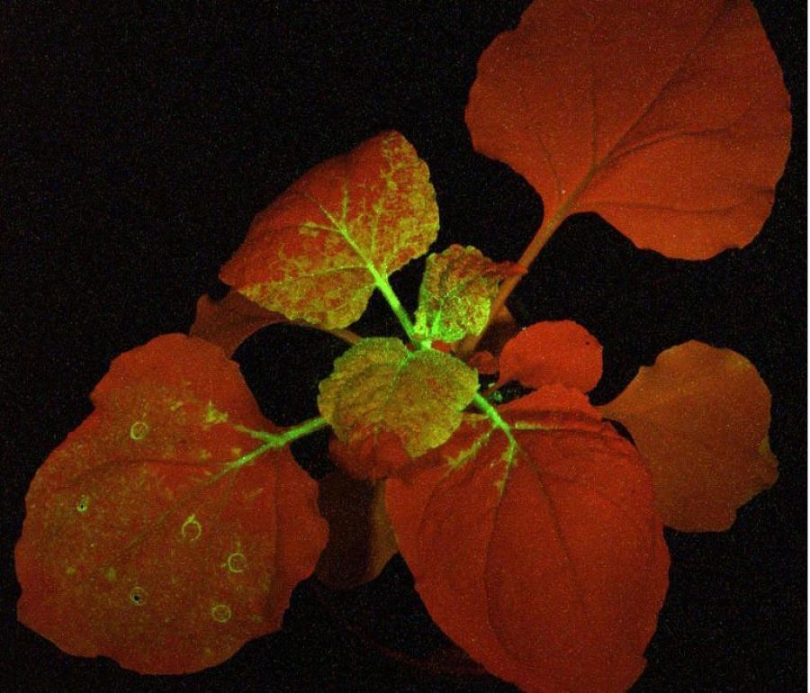 LUYOR-3415RG照射带有GFP的植物发出绿色荧光