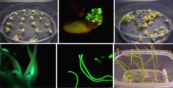 GFP阳性的水稻愈伤组织