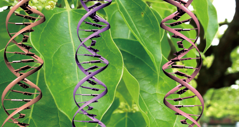 植物基因编辑技术