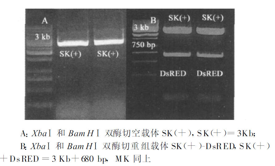 空载体酶切及重组载体SK(+)-DsRED 酶切鉴定