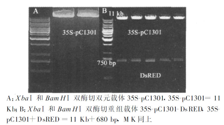 双元载体35S-pC1301 酶切及重组载体