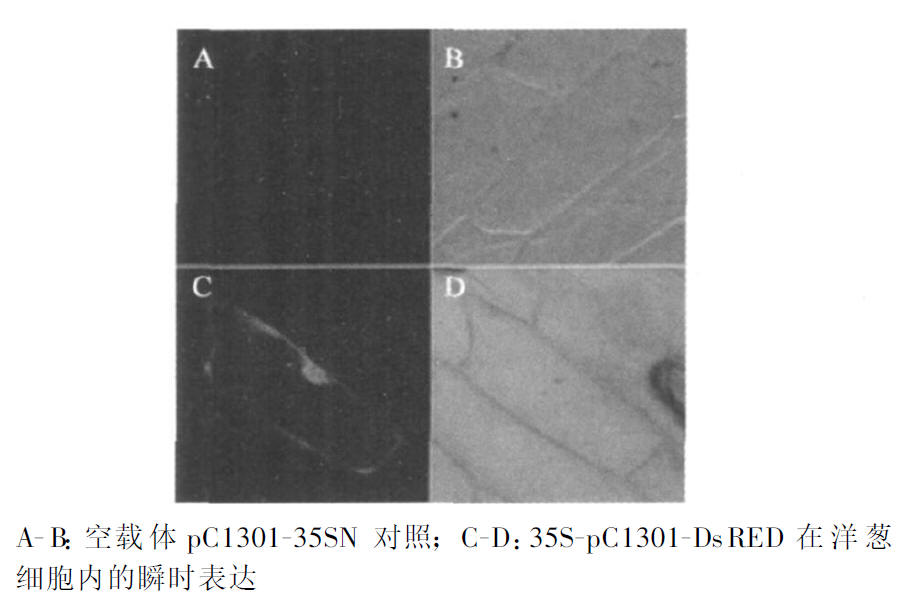 重组载体35S-pC1301-DsRED转染洋葱内表皮细胞
