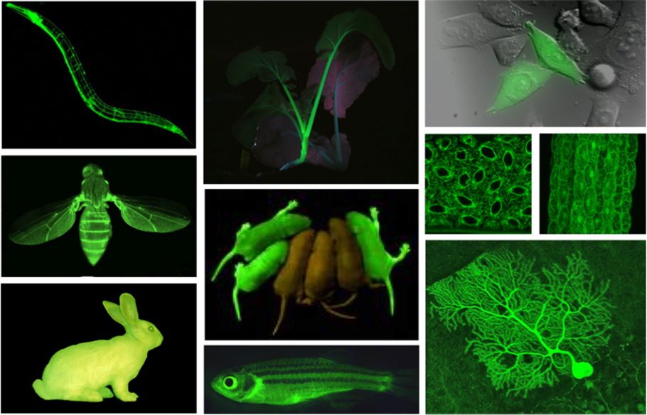 荧光蛋白常见问答