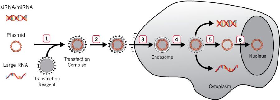 chemical-transfection-diagram-in-eukaryotic-cells.jpg