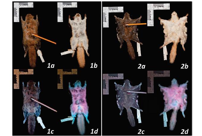 美洲飞鼠在紫外线灯下会变成亮眼的粉红色
