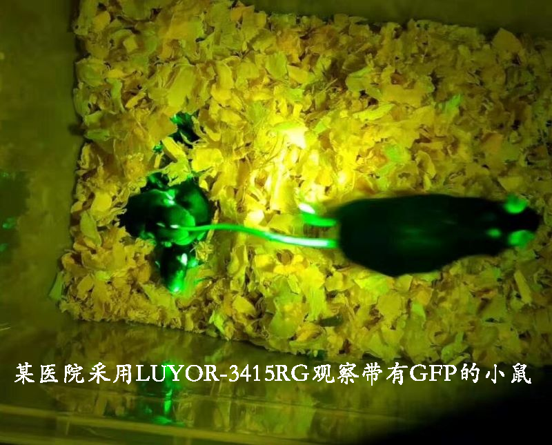 转基因动物的原理？转基因动物有什么用途？