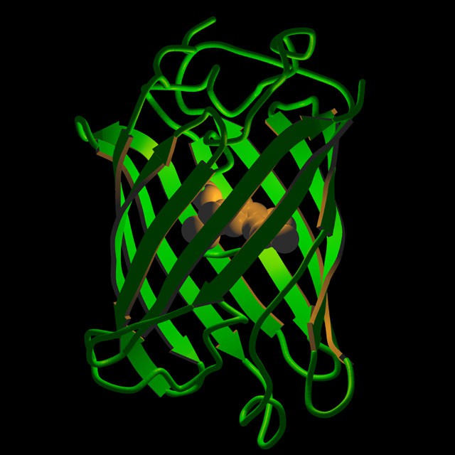 绿色荧光蛋白GFP的结构