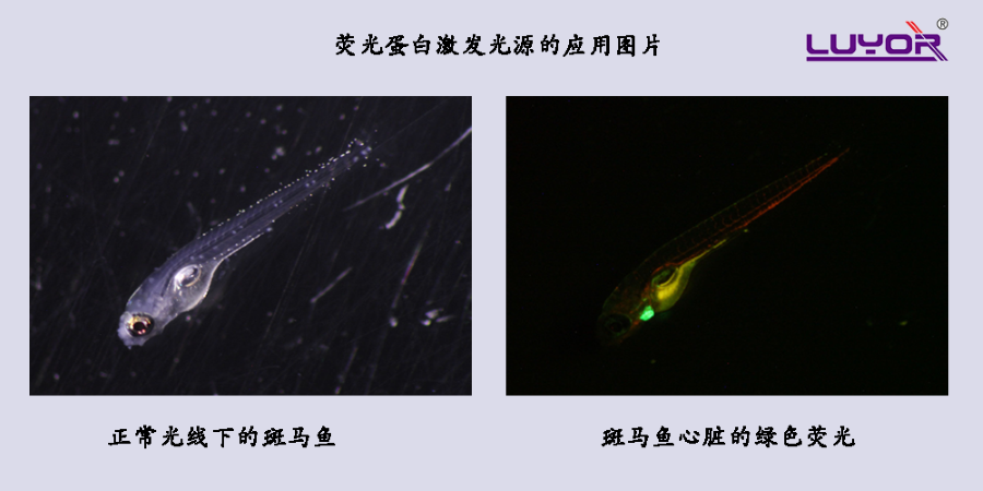 绿色荧光蛋白在斑马鱼上的表达