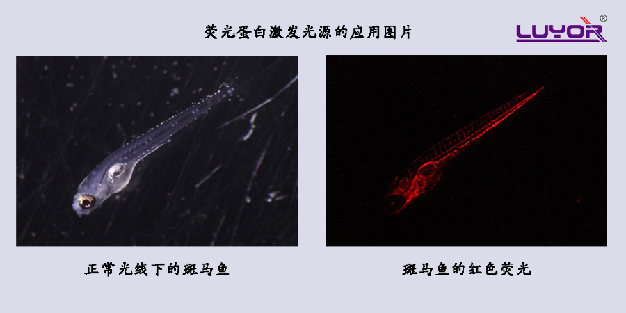 红色荧光蛋白在斑马鱼上的表达