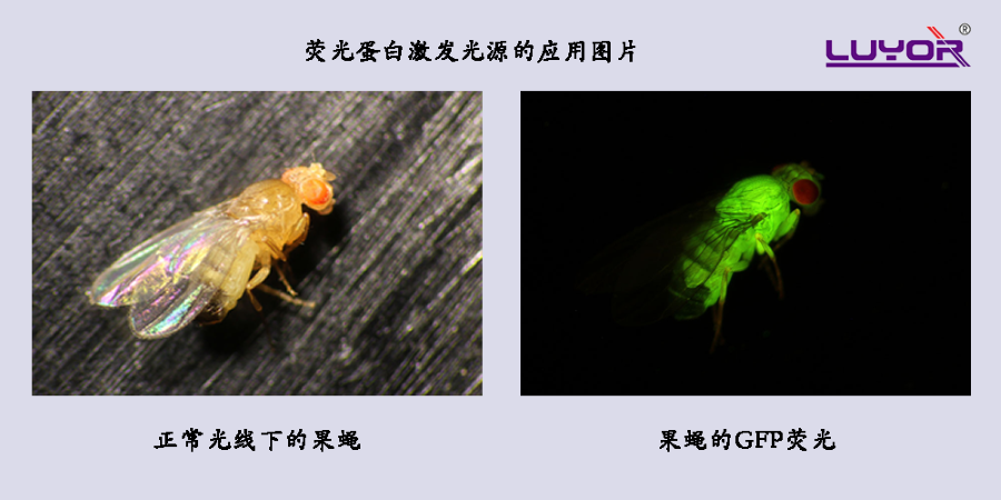 绿色荧光蛋白在果蝇上的表达