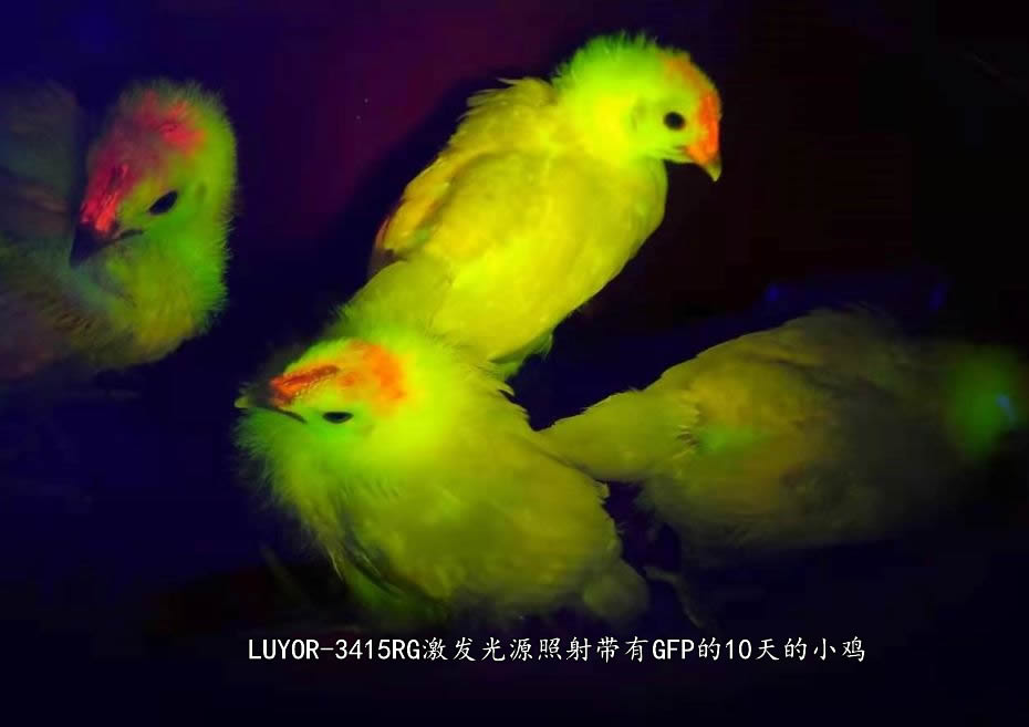 LUYOR-3415RG激发光源照射带有GFP的10天的小鸡