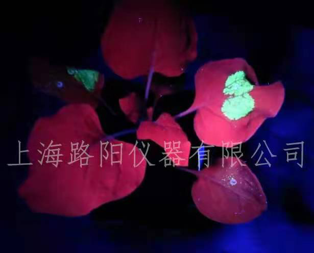烟草叶片瞬时表达的实验操作步骤