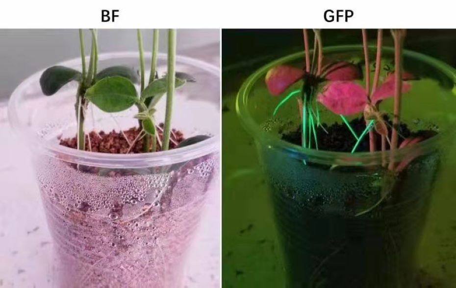 中国农大用LUYOR-3415观察大豆根系GFP效果图